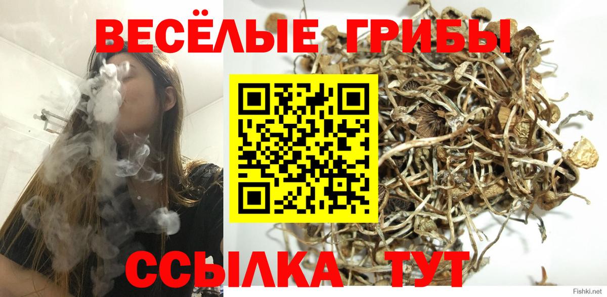 Кировск  Псилоцибиновые грибы Cubensis  Вход с VPN 